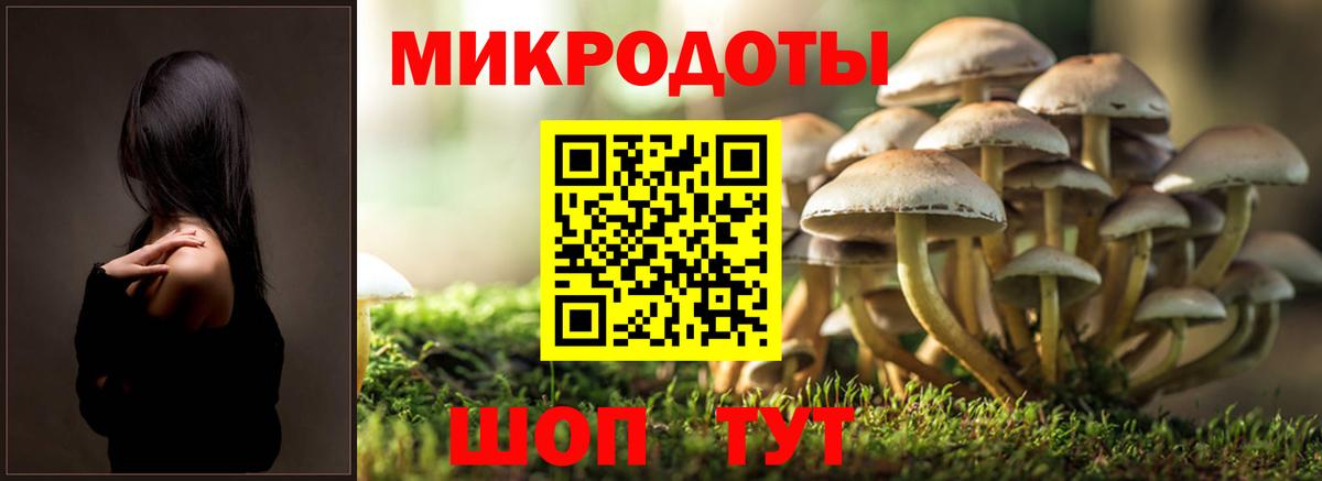 Галлюциногенные грибы Psilocybe Алексин